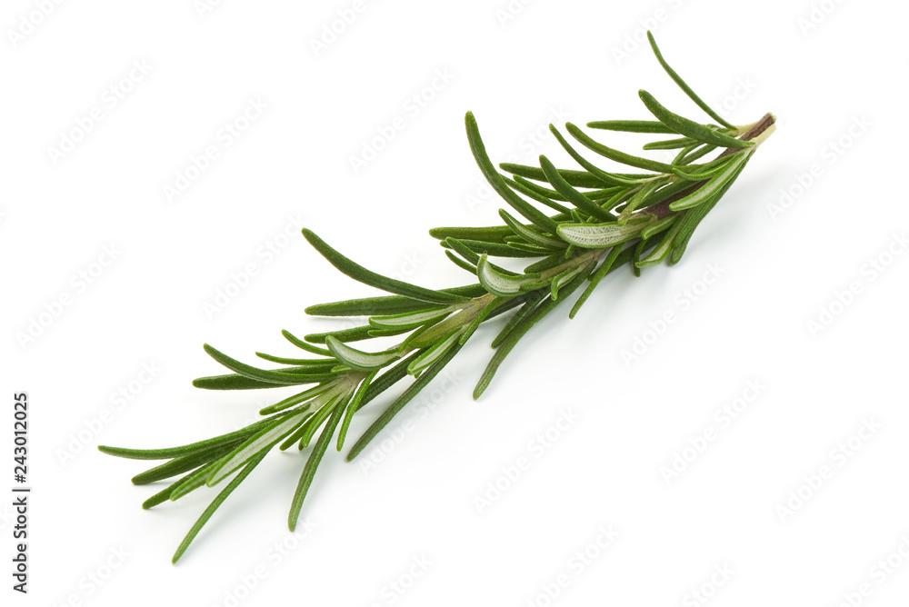 Rosemary sprig, close-up, isolated on a white background