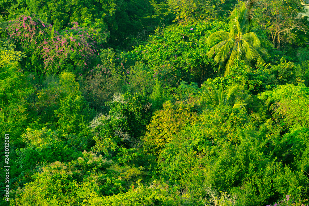 Forest and tree from the top view Forest and tree from the top view