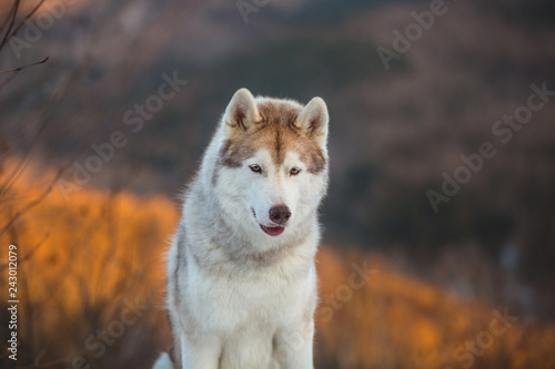 Beautiful Siberian Husky dog sitting on the snow in the winter forest at sunset on mountain background.
