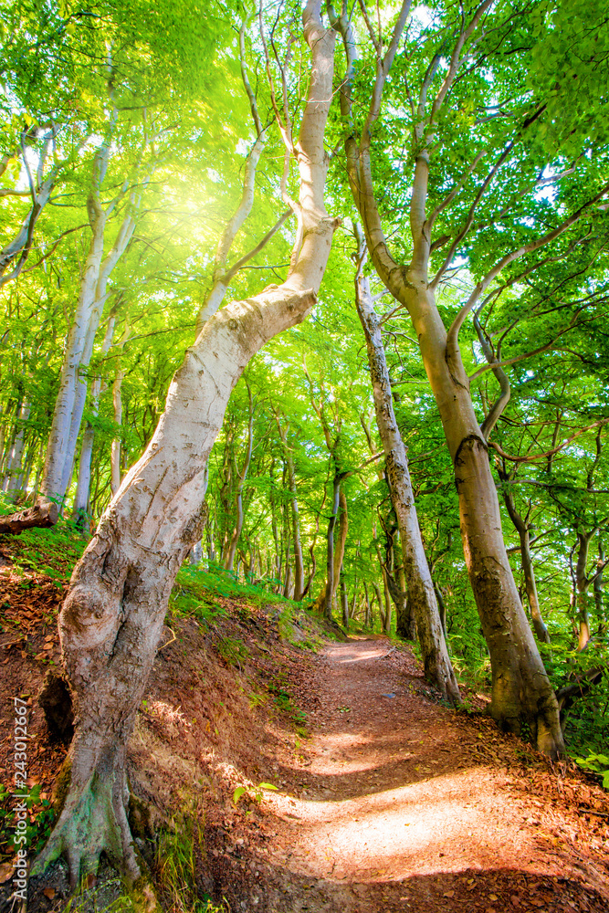 Sunshine in an old beech forest Sunshine in an old beech forest