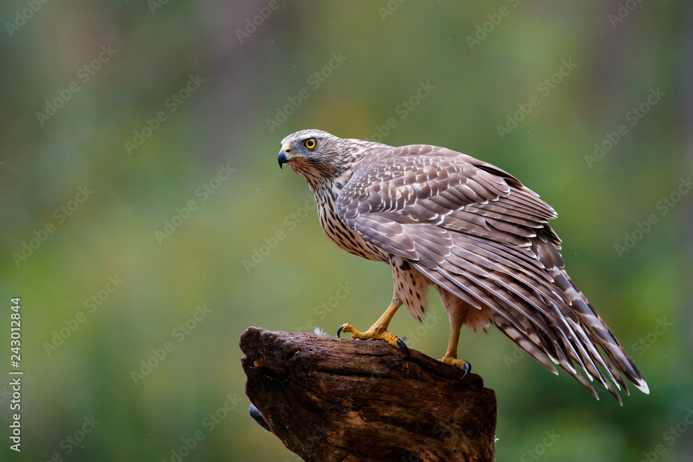 Obraz premium Juvenile northern goshawk on a rainy day in the forest- Netherlands