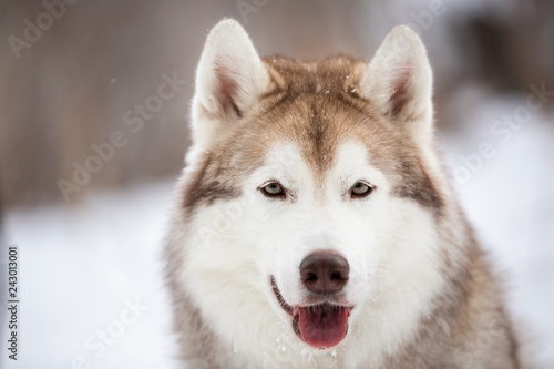 Happy and free Siberian Husky dog sitting on the snow in the dark forest in winter