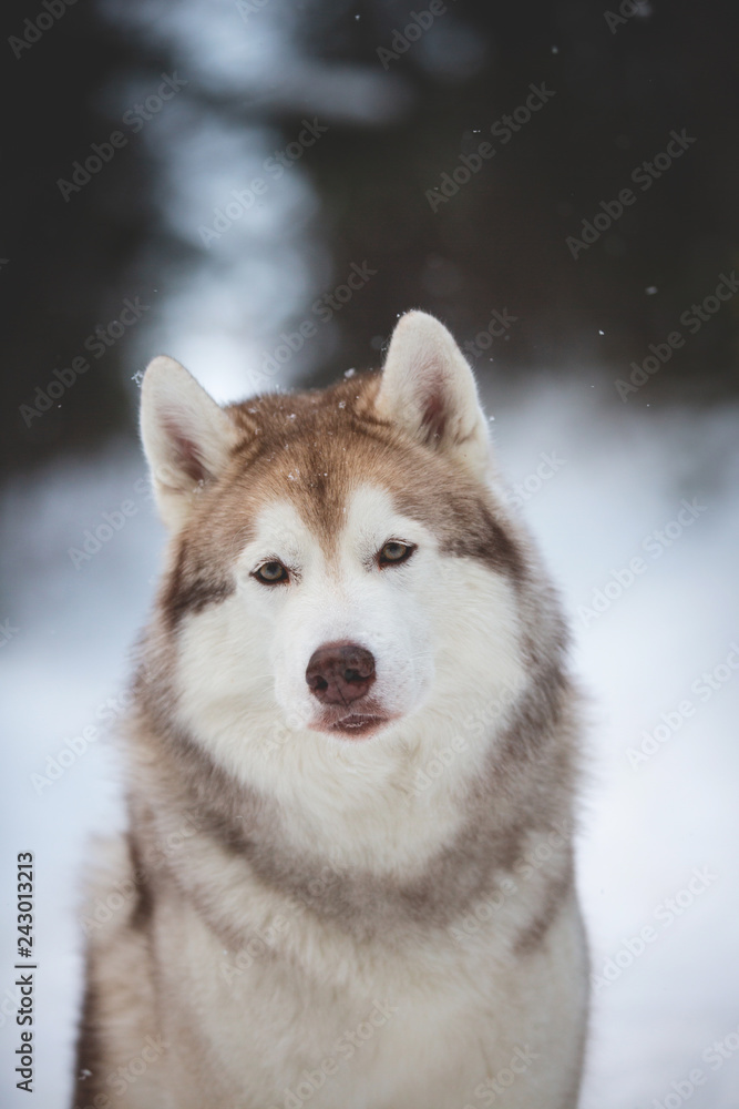 Cute and happy Siberian Husky dog sitting on the snow in the forest in winter