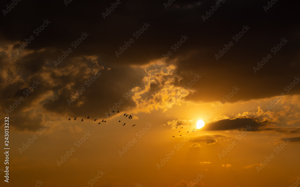 The birds fly back to the nest while sunset