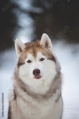 Cute and happy Siberian Husky dog sitting on the snow in the forest in winter