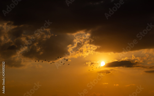 The birds fly back to the nest while sunset