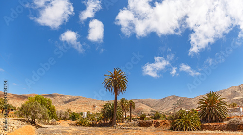 Palm trees at a Desert Landscape in Fuerteventura, Canary Islands
