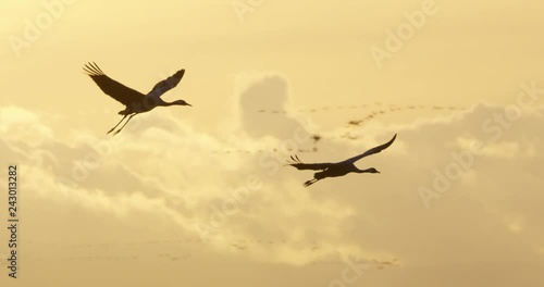 common cranes in autumn - vorpommern, Germany