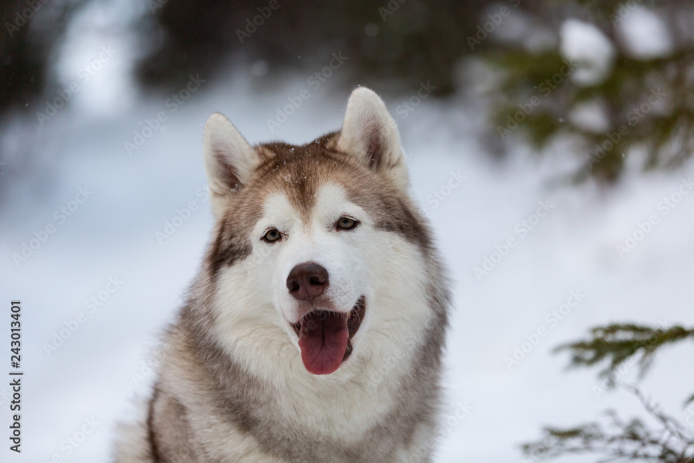 Beautiful and happy Siberian Husky dog sitting on the snow in the forest in winter