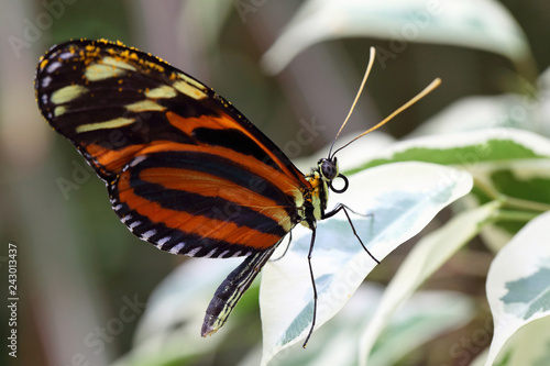 Goldener Hekale Heliconius hecale photo