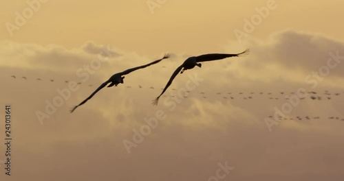 common cranes in autumn - vorpommern, Germany