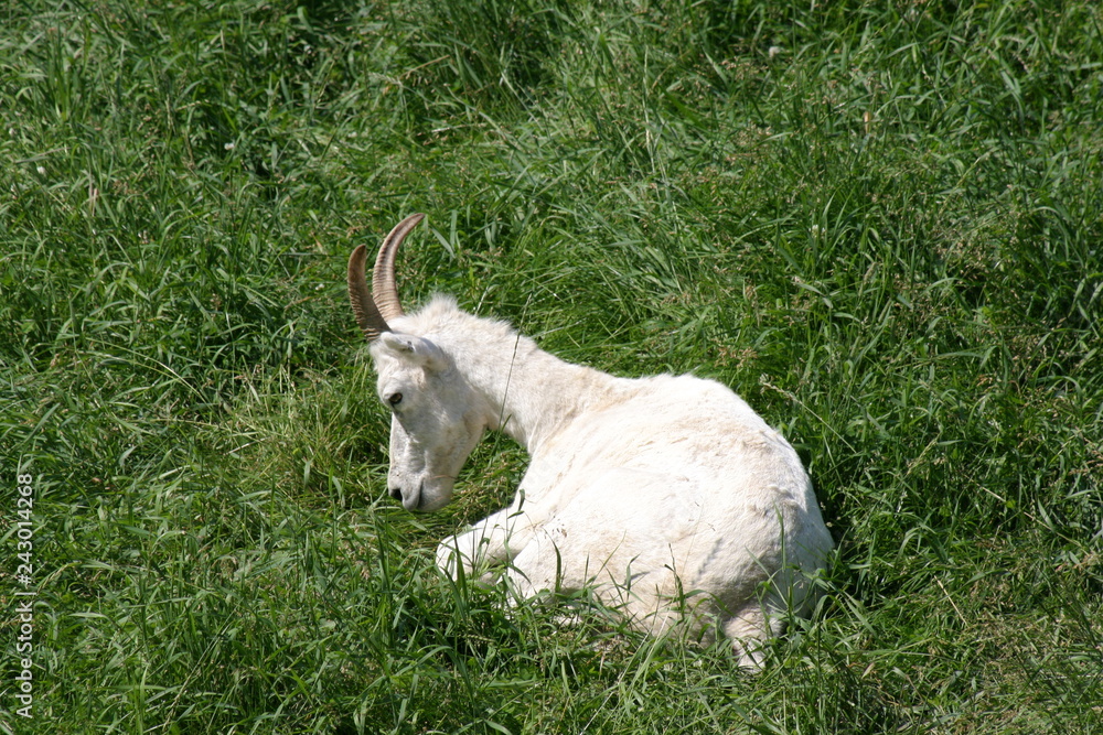 Obraz premium wildlife