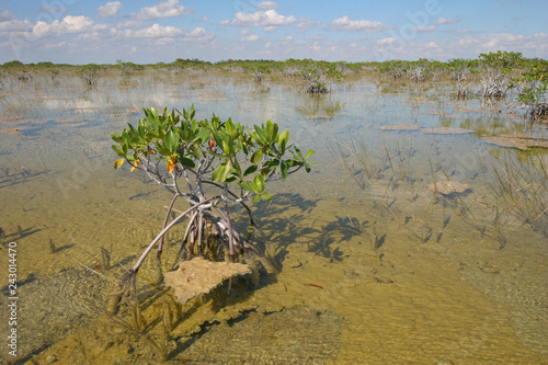 Dwarf Mangrove Trees of Everglades National Park  Florida  standing in deep  clear water after heavy autumn rains.