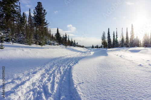 Winter landscape of coniferous forest with a snowy road leading to the village.