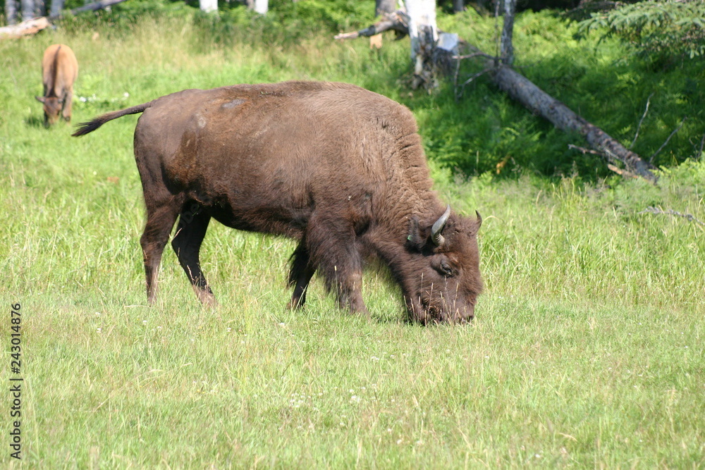 wildlife wildlife