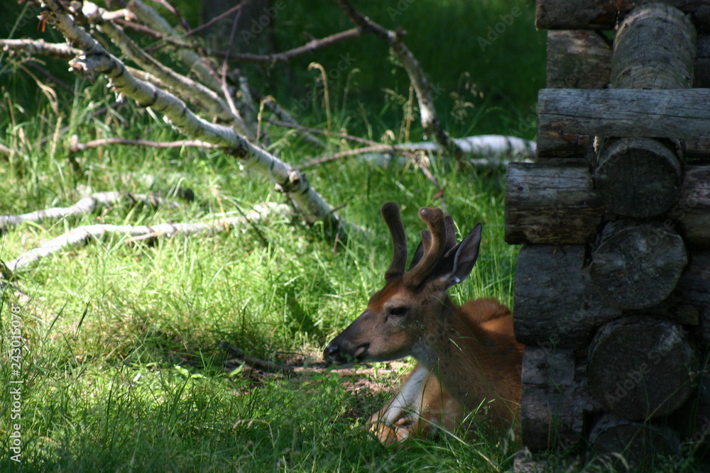 Naklejka premium wildlife