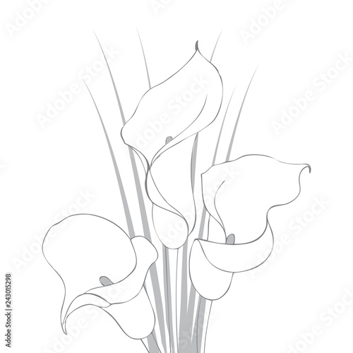 Calla lily flowers, vector illustration