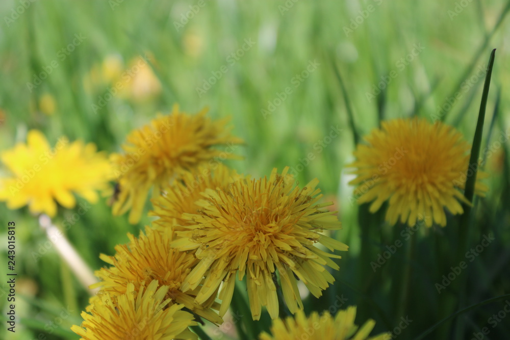 dandelion in grass dandelion in grass