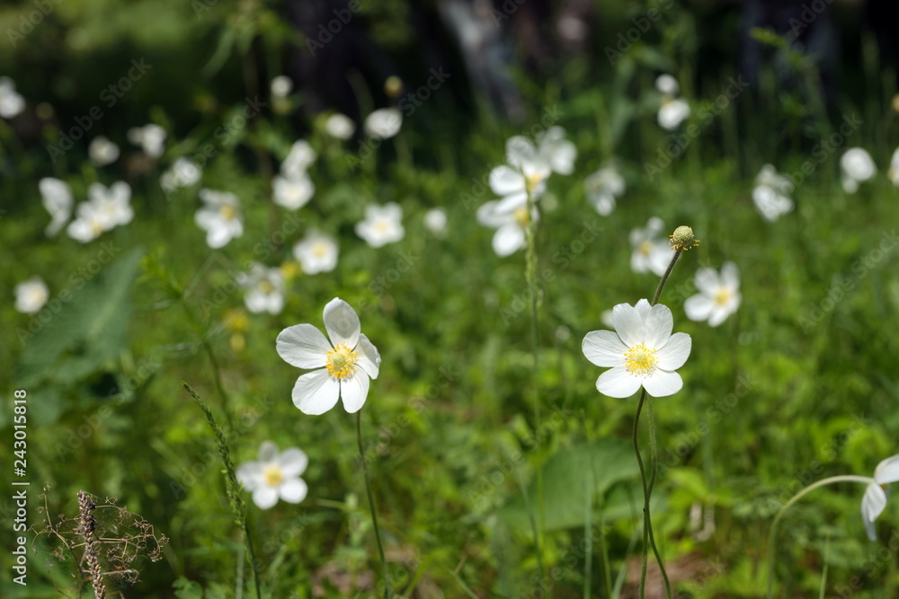 Flowers of white Anemones (Anemone nemorosa) grow on sammer meadow. Flowers of white Anemones (Anemone nemorosa) grow on sammer meadow.