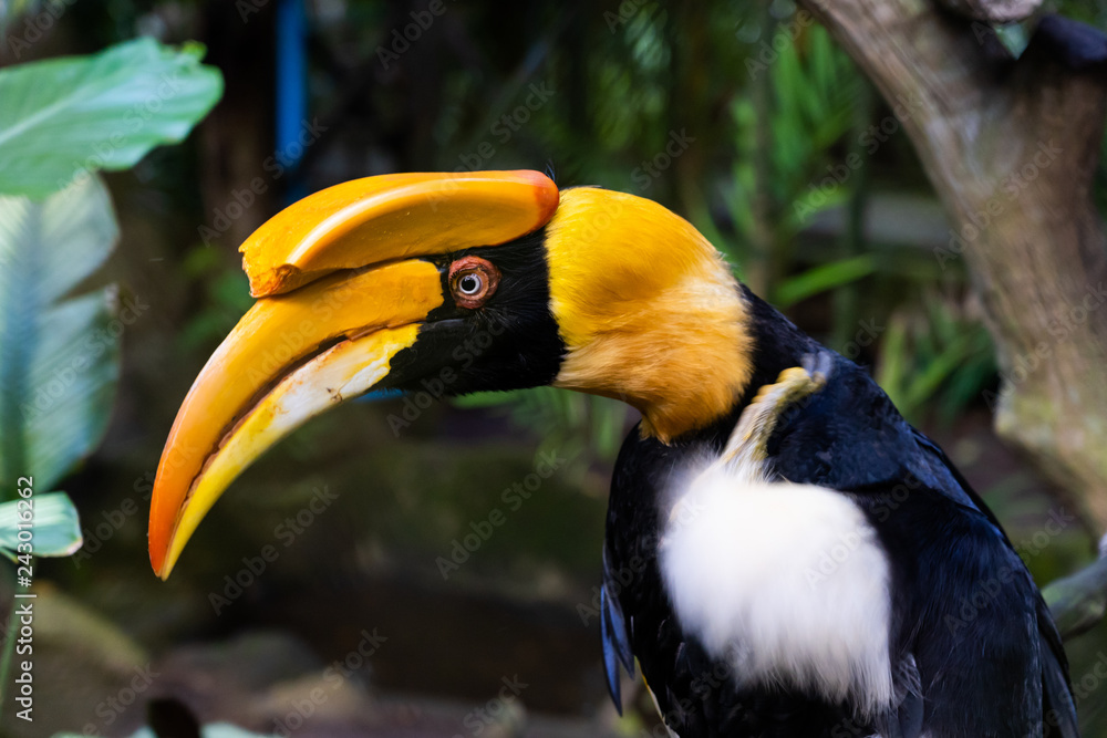 Great horn bill buceros bicomis enggang lume Great horn bill buceros bicomis enggang lume