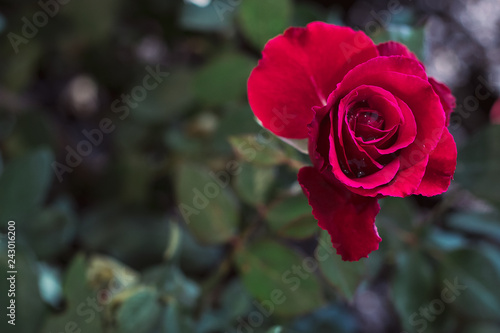 Red rose the symbol of love and valentine