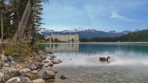 Swimming duck in Lake Louise under blue sky ,Canada photo