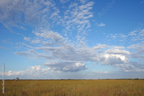 Sawgrass expanse in Everglades National Park, Florida, from the Pa-Hay-Okee boardwalk under a beautiful autumn cloudscape. © Francisco