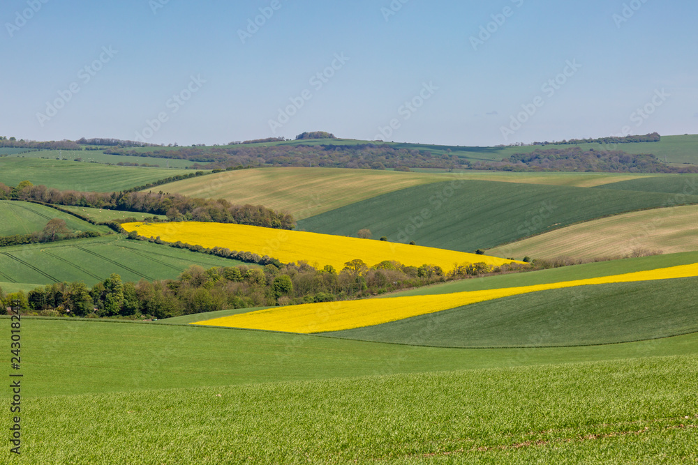 A Sussex patchwork landscape in spring, with canola/rapeseed and green fields A Sussex patchwork landscape in spring, with canola/rapeseed and green fields