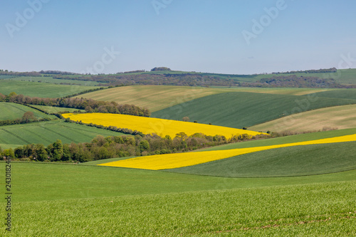 A Sussex patchwork landscape in spring, with canola/rapeseed and green fields