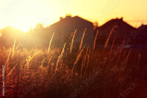 Grass in summer time against sunrise. Summer background.