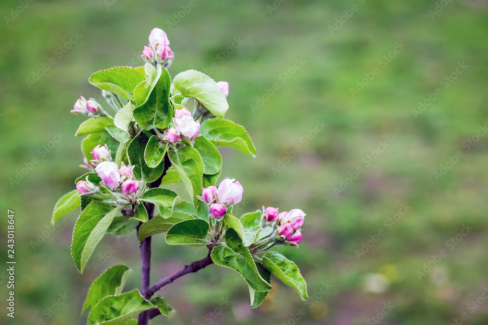 Flowers and buds of apple in the background of green grass. Copy space Flowers and buds of apple in the background of green grass. Copy space