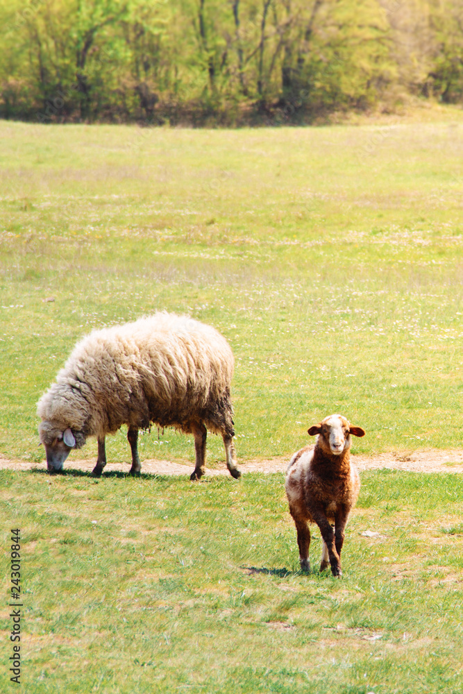 Fototapeta premium sheep and single lamb on looking on spring green grass