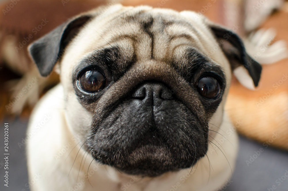 small dog breed pug sitting on sofa and looking at you