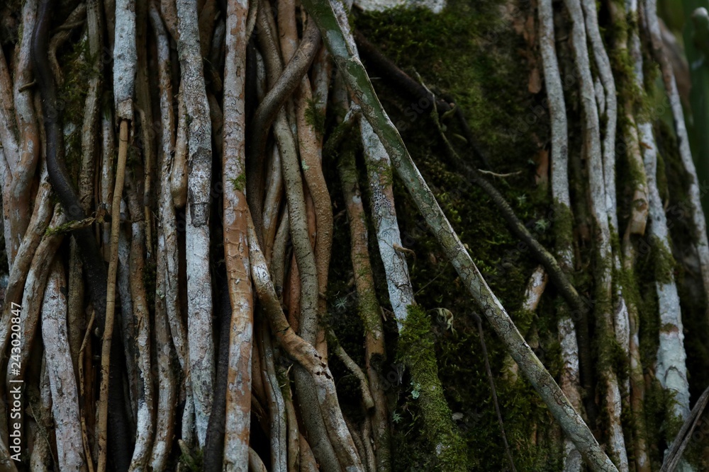 Jungle Tree Roots and Vines