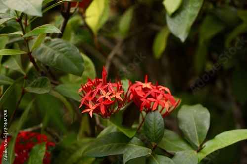 Small tropical red flowers in Belize