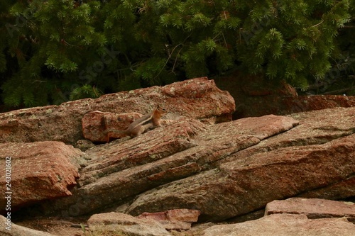 Small chipmunk blends into red reck with green bush backdrop