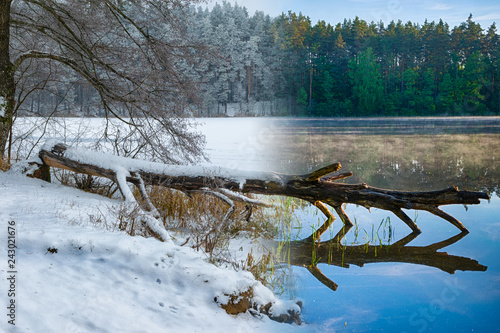 Winter spring combined photo of fallen tree. Masuria. Poland.