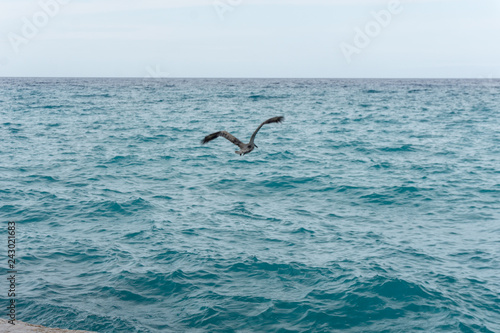 one pelican flying over the ocean in Cuba