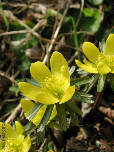 Eranthis hyemalis