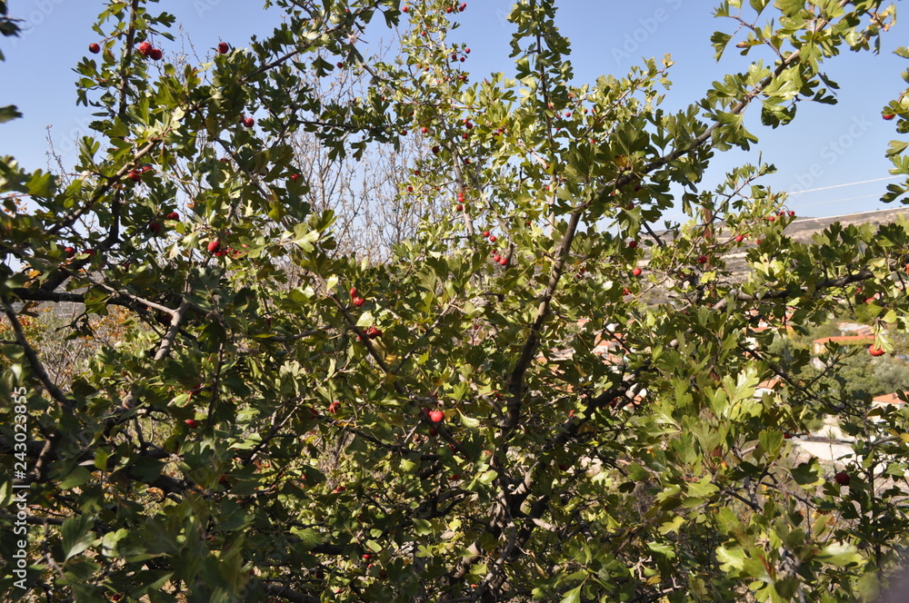 The beautiful wild apples in farmland