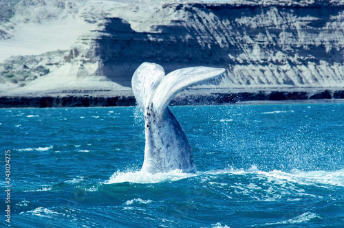 Whale calf tail in Valdes Peninsula - Patagonia, Argentina photo