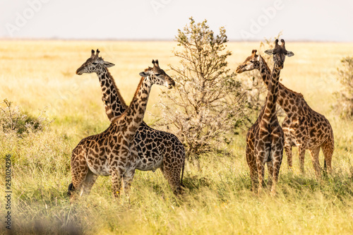 Giraffe © Peter