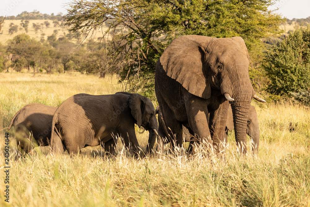 Elefant Elefant