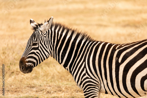 Zebra