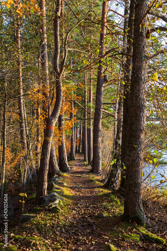 Autumn forest and a path way in a forest in northern Sweden. © Viktorishy
