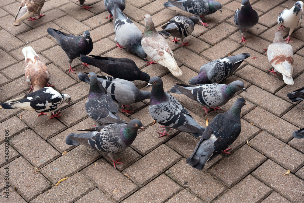 Fototapeta premium Flock of pigeons walking on pavement 舗道を歩く鳩の群れ