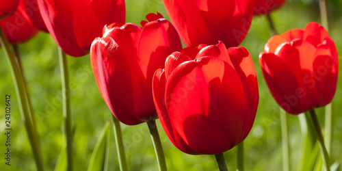 beautiful bright red tulips decorating in spring sunny park