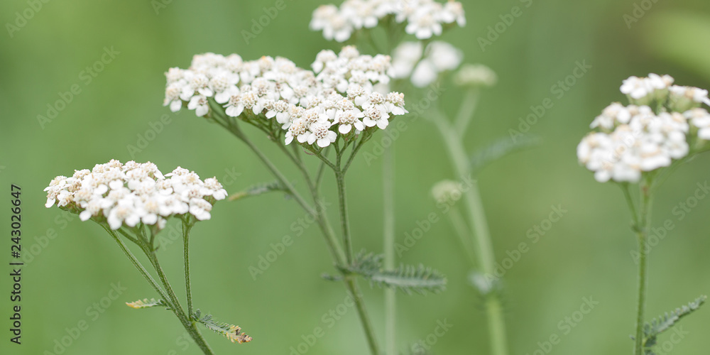 Εκτύπωση καμβά beautiful yarrow flowers growing in a summer field or in a meadow