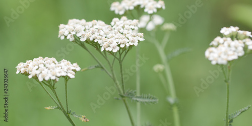 Photos beautiful yarrow flowers growing in a summer field or in a meadow