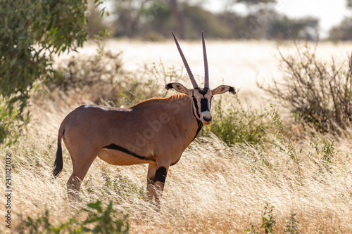 Oryxantilope © Peter